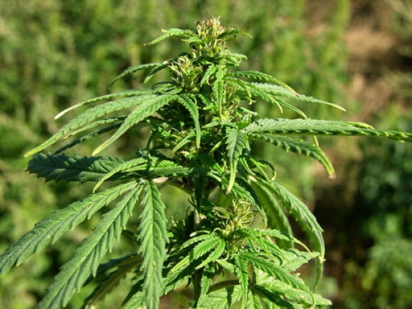 Cânepa-pentru-fibre-Cannabis-sativa-41