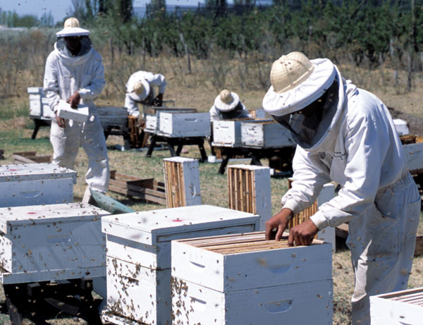 apicultori