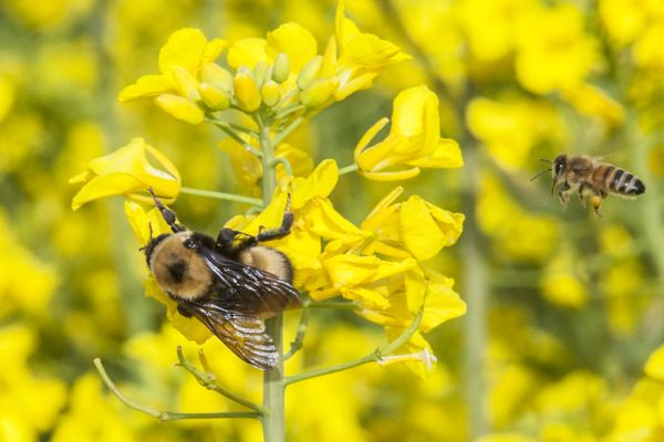 Bumble bee and a honey bee pollinating canola flowers. OSU Hermiston Agricultural Research and Extension Center in Hermiston, Oregon.