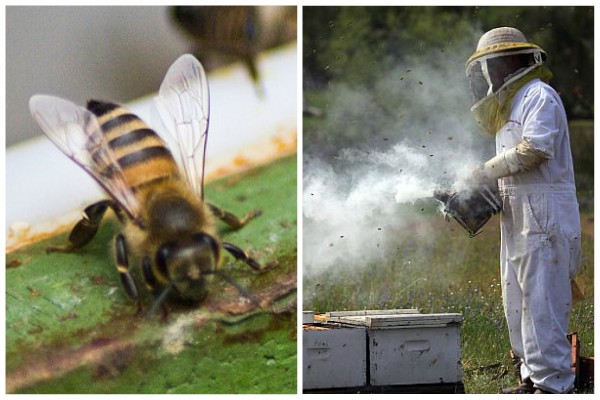 greseli-pe-care-le-fac-apicultorii