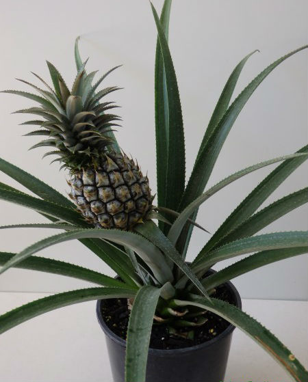 173882-ananas-in-ghiveci