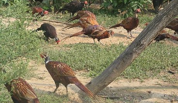 crestere-fazani