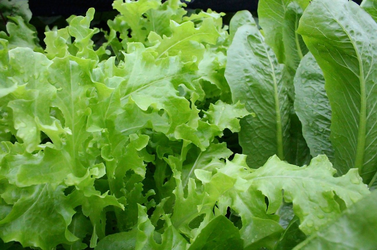 legume-verzi-salata-sfatulparintilor.ro-_pixabay_com-1280x850