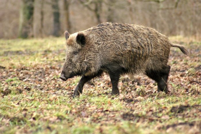 vanatoare-de-mistreti-reguli-in-Romania