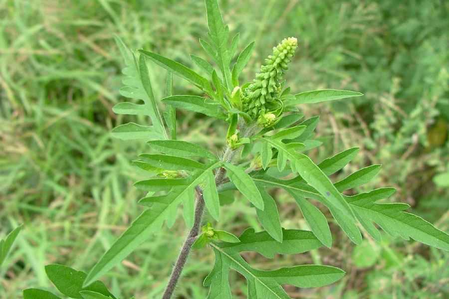 ambrosiaartemisiifolia10