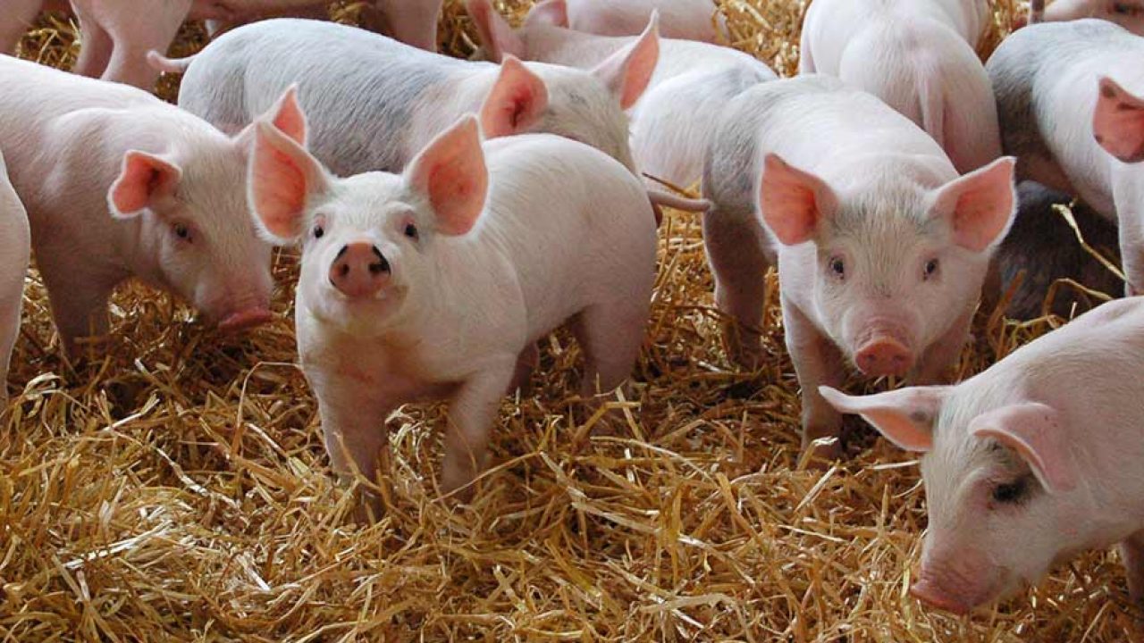 MAIN-Pigs-infected-post-weaning-are-particularly-susceptible-to-respiratory-diseases-c-no-credit-1280x720