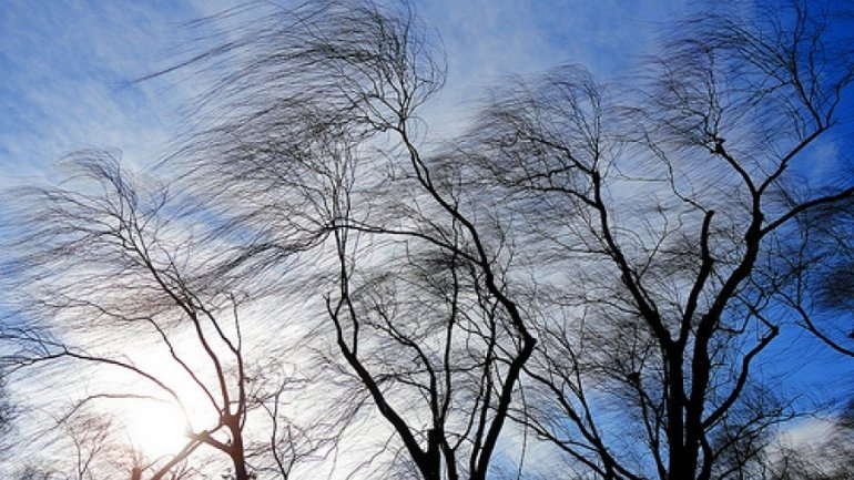 vânt copaci