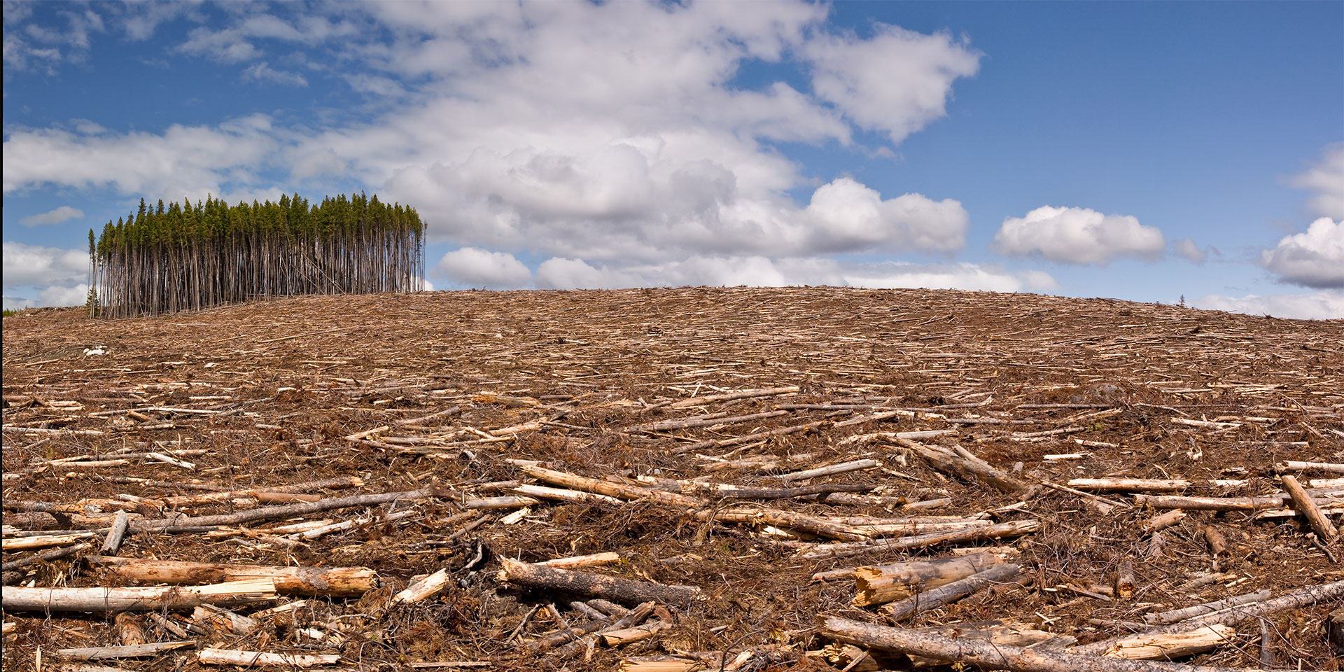 Defrisarea-padurilor-iStock-149046398