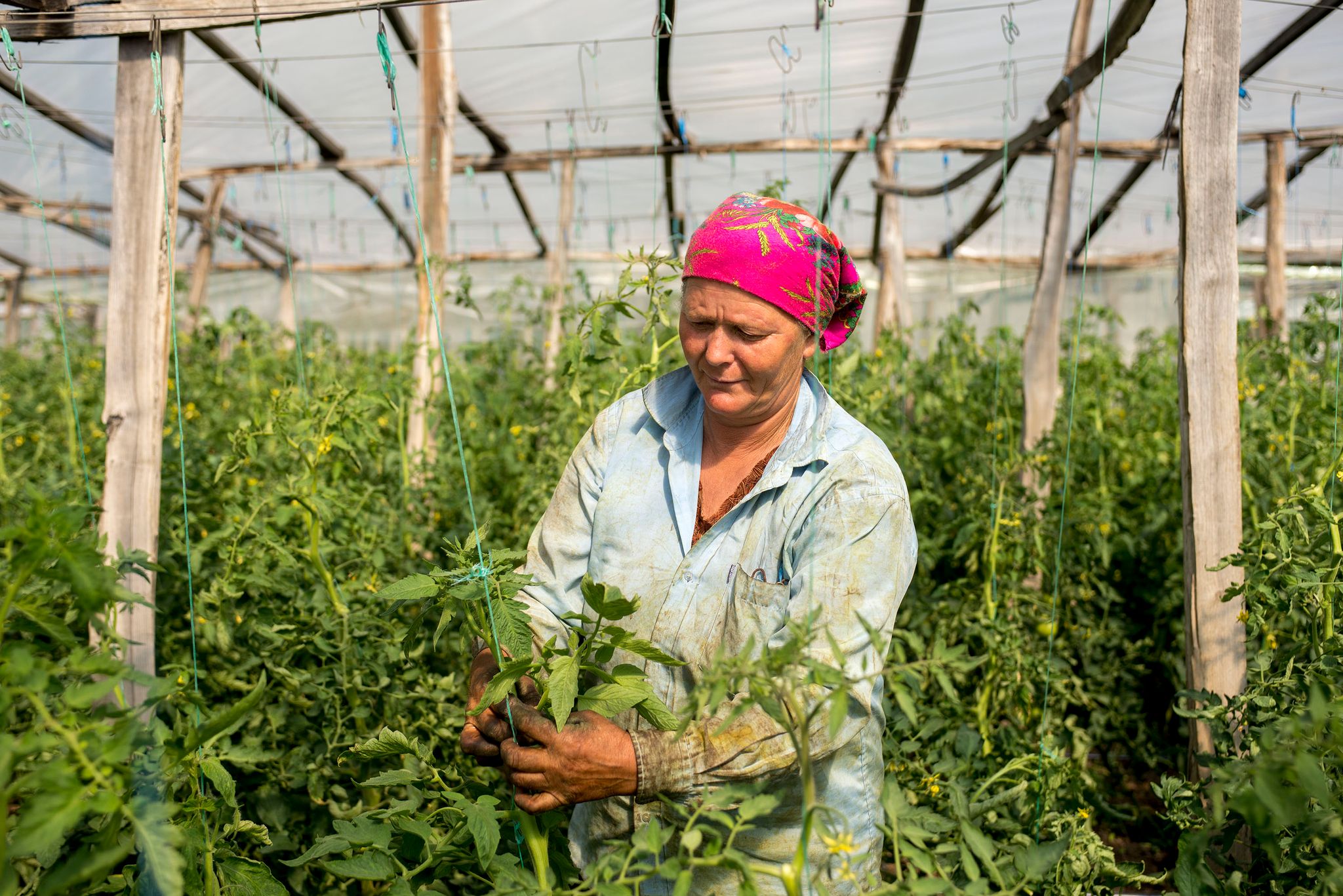 15 June 2016, Ungheni, Moldova - Farm worker in tomatoes green house.