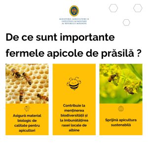 Ferme apicole de prăsilă