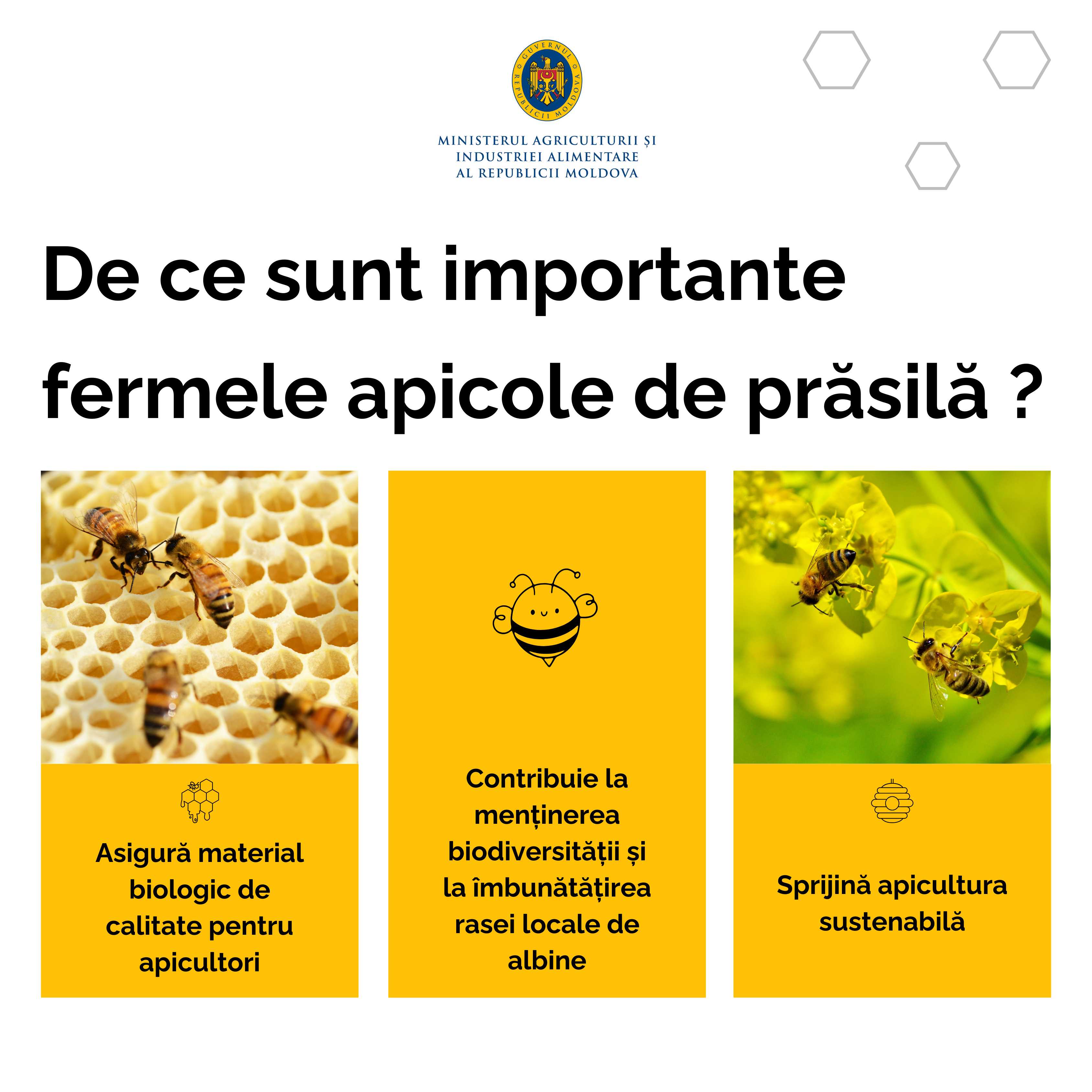 Ferme apicole de prăsilă
