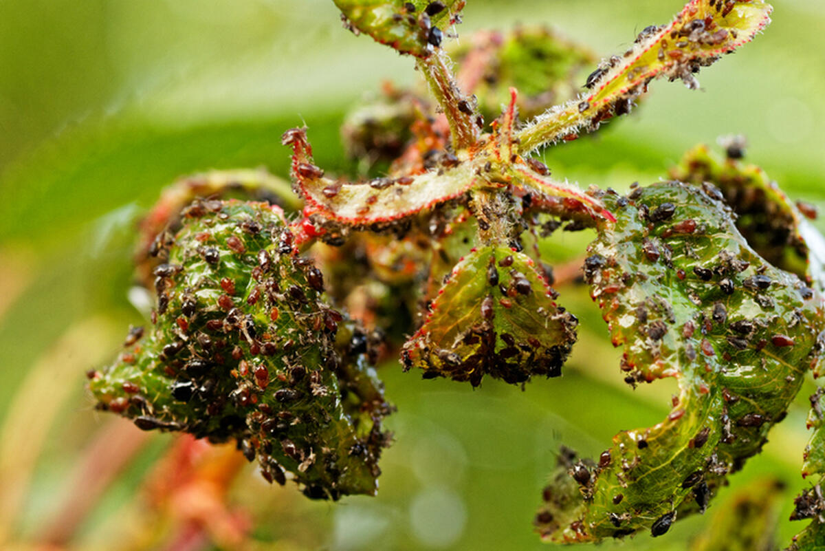 Kirschbaum mit Blattläusen