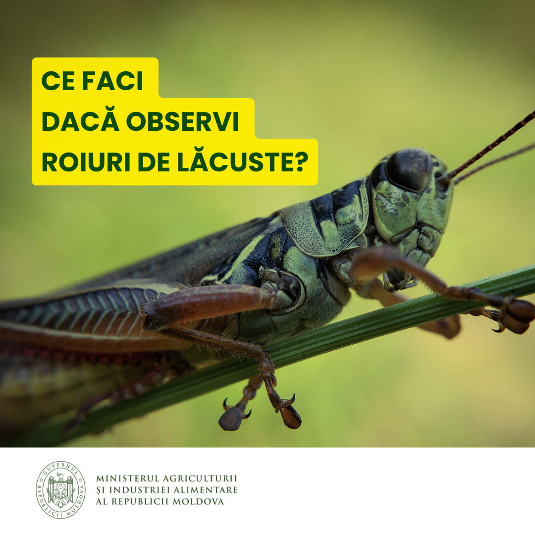 LĂCUSTE_POST (2)