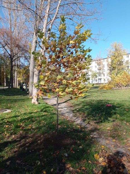 574040964_863183689717768_4927734935717052841_n