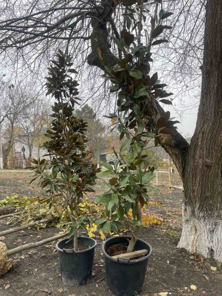 581167998_1154777800138437_6279648328909879476_n