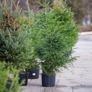 599510235_897361756299961_2495648654933144133_n