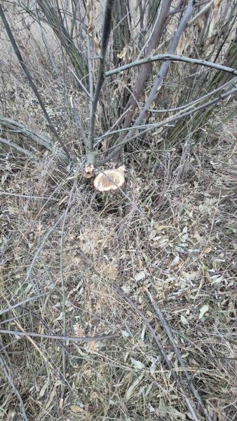 600958657_1162738476030824_806476893407176706_n