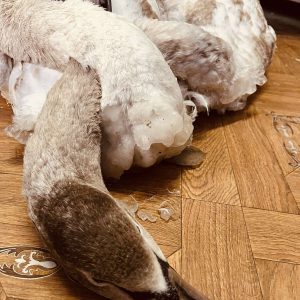 615433136_1186827523621919_1194226905732981980_n