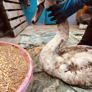 615931350_1186827613621910_817283533677203354_n