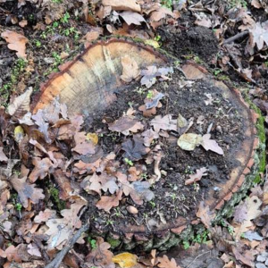 Screenshot 2026-01-05 161038