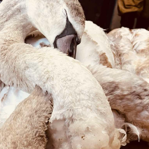 Screenshot 2026-01-19 133113