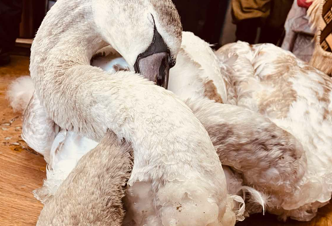 Screenshot 2026-01-19 133113