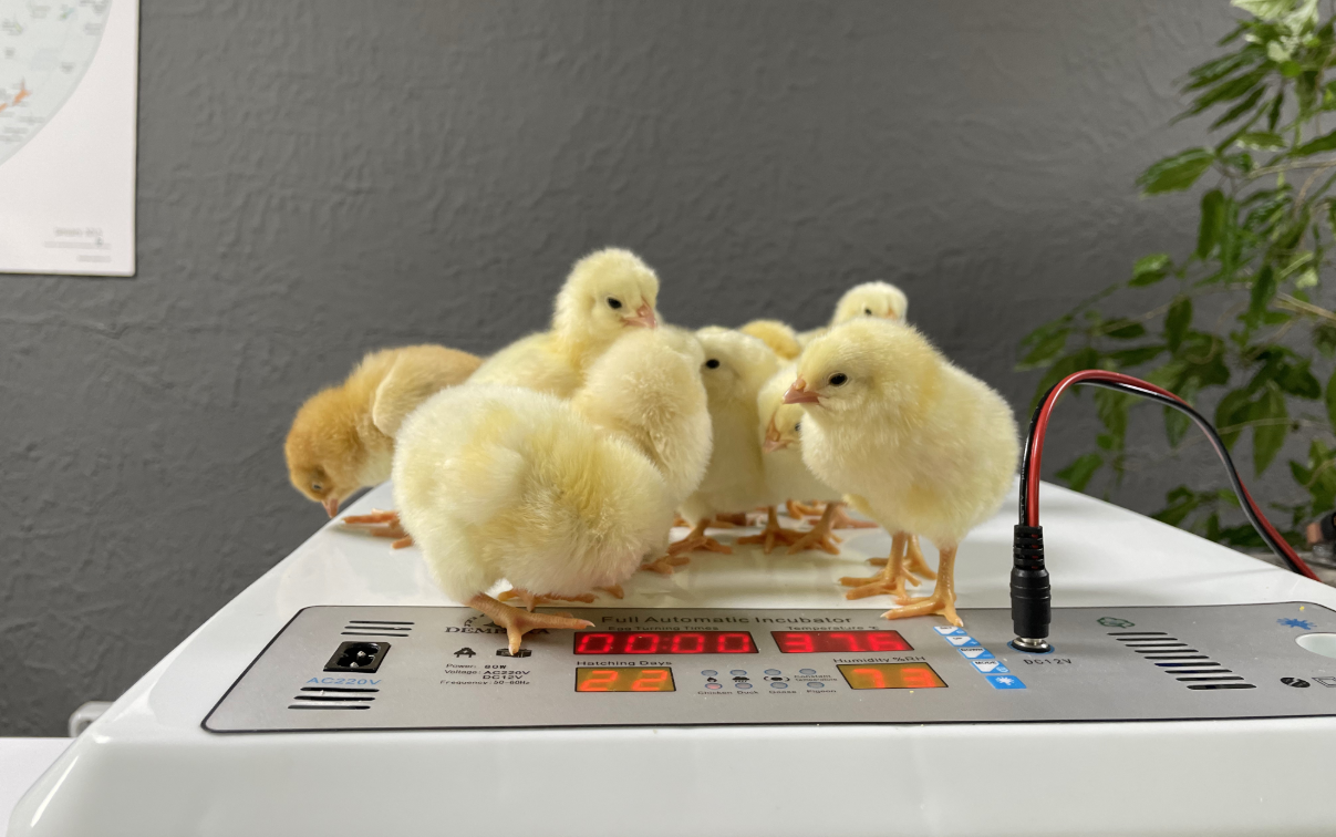 Screenshot 2026-01-28 114041