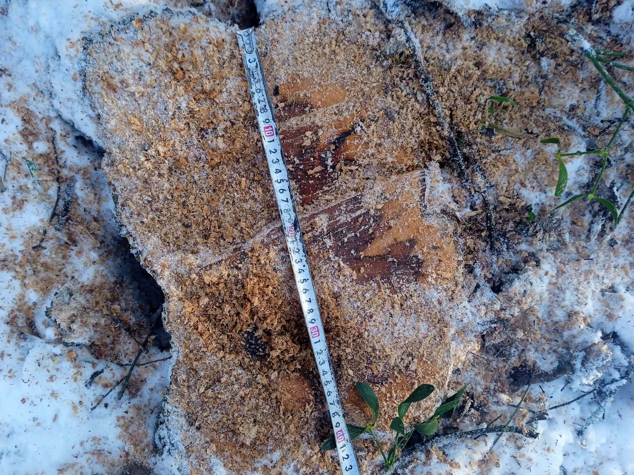 639580657_1212789864359018_5923411679794263289_n