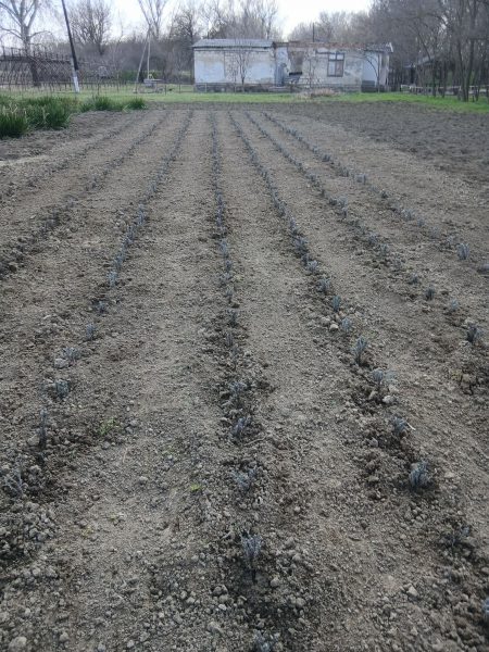 661903769_1428230479349014_360696802942407728_n