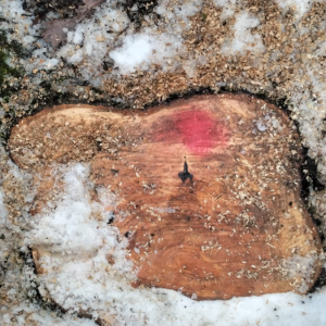 Screenshot 2026-03-02 103225