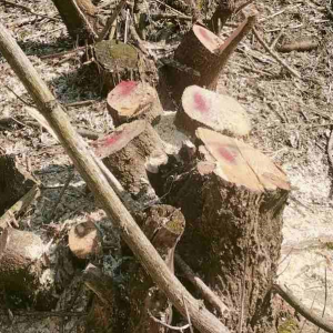 Screenshot 2026-03-25 134333