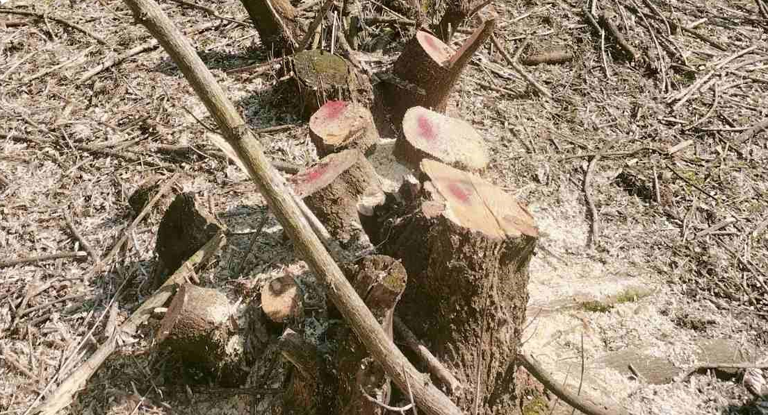 Screenshot 2026-03-25 134333