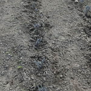 Screenshot 2026-03-31 100338