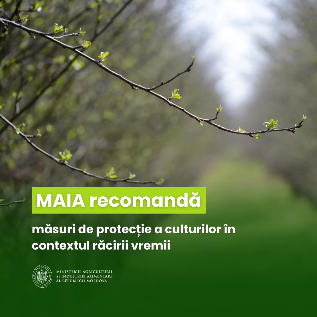 668351907_1402860701870659_4301850229442196279_n