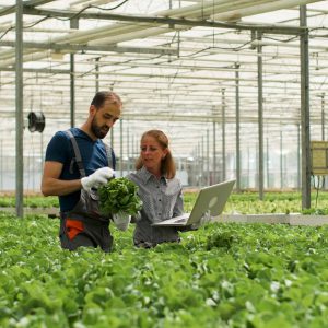 Farmer man showing cultivated fresh salads to agronomist businesswoman discussing agronomy production during farming season. Rancher harvesting organic green vegetables in hydroponic greenhouse