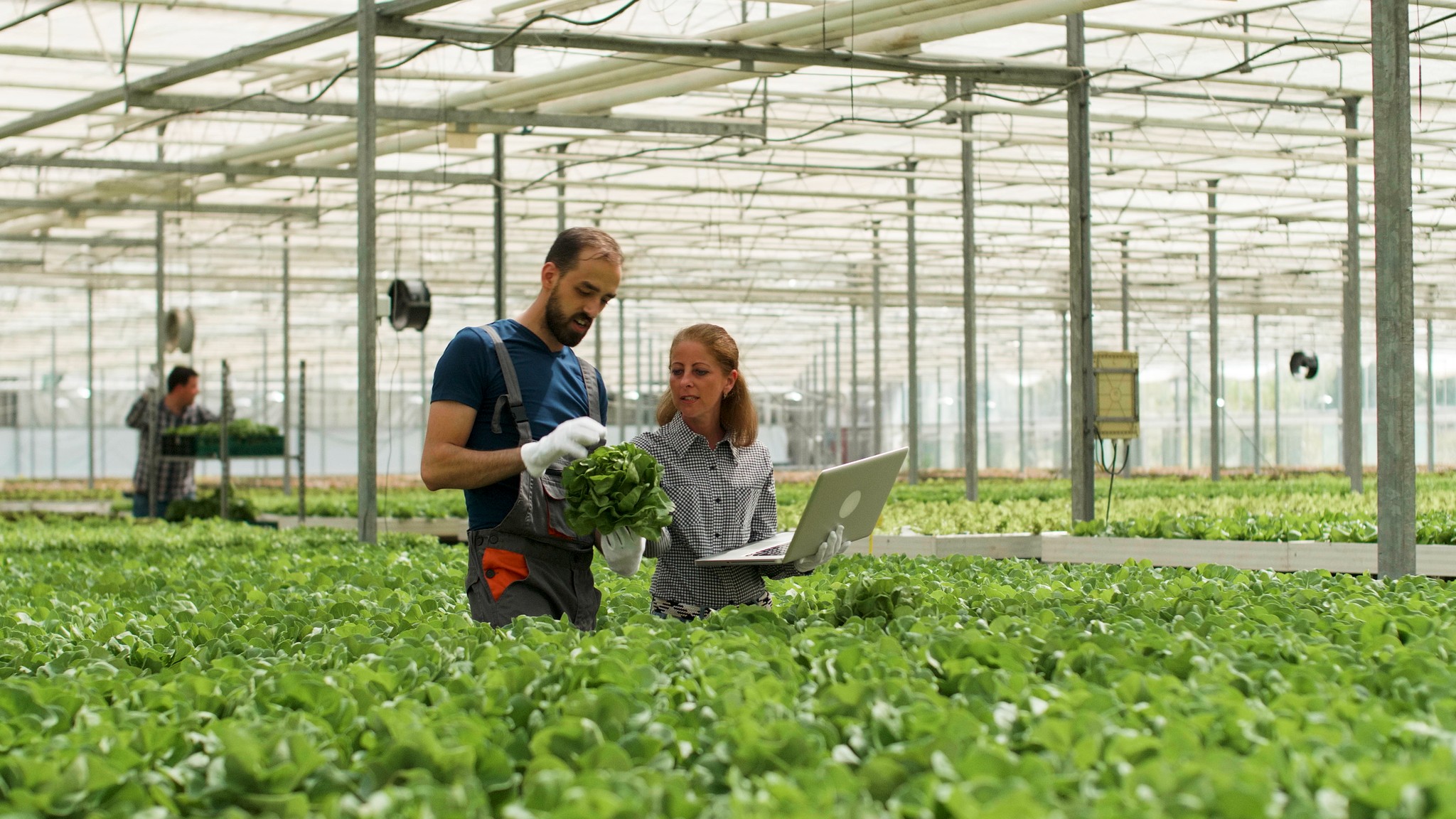 Farmer man showing cultivated fresh salads to agronomist businesswoman discussing agronomy production during farming season. Rancher harvesting organic green vegetables in hydroponic greenhouse
