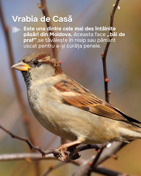 vrabiadecasă4